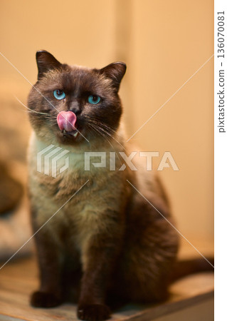 Content feline moment. Satisfied cat displays playful expression after receiving treat. Joyful feline in warm kitchen environment showcases its contentment and playful attitude Content feline moment. Satisfied cat displays playful expression after receiving treat. Joyful feline in warm kitchen environment showcases its contentment and playful attitude 136070081