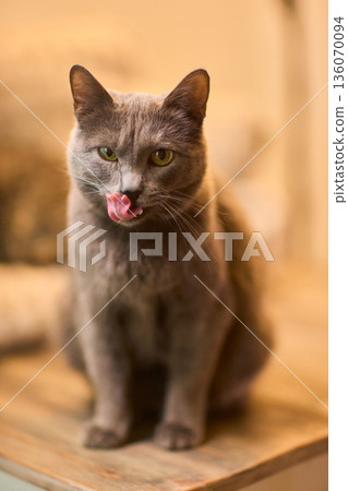 Content feline moment. Satisfied cat displays playful expression after receiving treat. Joyful feline in warm kitchen environment showcases its contentment and playful attitude 136070094