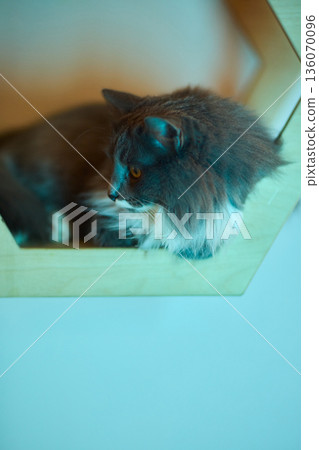 Furry amber eyed feline portrait. Close view of soft gray cat with expressive amber gaze. Portrait of fuzzy gray feline with piercing amber eyes and intricate whiskers Furry amber eyed feline portrait. Close view of soft gray cat with expressive amber gaze. Portrait of fuzzy gray feline with piercing amber eyes and intricate whiskers 136070096