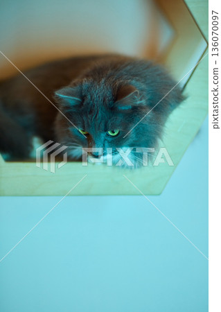 Furry amber eyed feline portrait. Close view of soft gray cat with expressive amber gaze. Portrait of fuzzy gray feline with piercing amber eyes and intricate whiskers 136070097