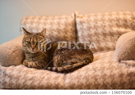 Brown tabby on cozy sofa. Sleepy tabby animal lying peacefully on upholstered couch. Serene brown tabby feline sprawled on textured sofa with alert ears and relaxed posture Brown tabby on cozy sofa. Sleepy tabby animal lying peacefully on upholstered couch. Serene brown tabby feline sprawled on textured sofa with alert ears and relaxed posture 136070100
