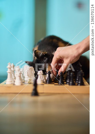 Playful feline pauses ongoing game. Mischievous cat causes disturbance during match. An active and mischievous cat interrupts and disturbs entire gaming session unexpectedly 136070114