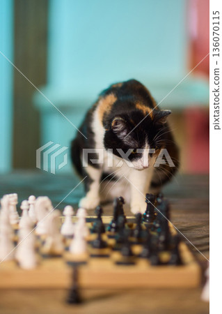 Playful feline pauses ongoing game. Mischievous cat causes disturbance during match. An active and mischievous cat interrupts and disturbs entire gaming session unexpectedly 136070115