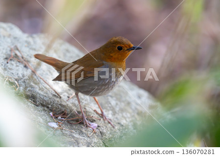 一隻知更鳥棲息在岩石上，觀察著周圍的環境。 136070281
