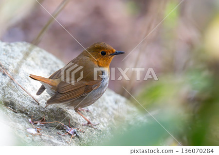 A robin perched on a rock, watching the surroundings 136070284