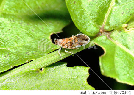 帶川雲香 136070305