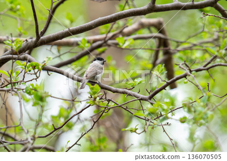 一隻大嘴山雀棲息在樹枝上，觀察著周圍的環境。 136070505