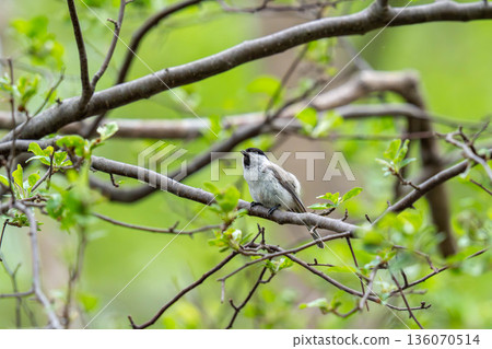 A large-billed tit perched on a tree branch, observing the surroundings. A large-billed tit perched on a tree branch, observing the surroundings. 136070514