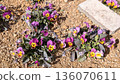 Viola flowers planted in the flower bed 136070611