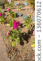 Pink flowers planted in a flowerbed 136070612