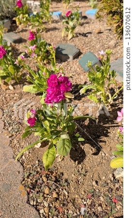 粉紅色的花種植在花壇裡 粉紅色的花種植在花壇裡 136070612