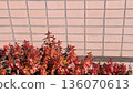 Tile wall and red hedge 136070613