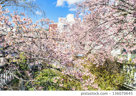Atami City, Shizuoka Prefecture, Atami Sakura, Itokawa Promenade, Early February 136070645