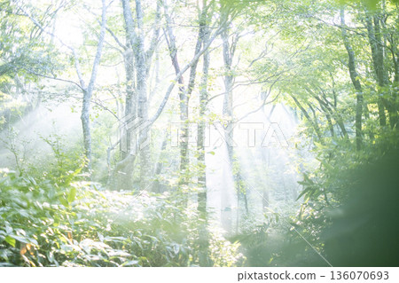 陽光照射在大山京都新綠森林中的景象 136070693