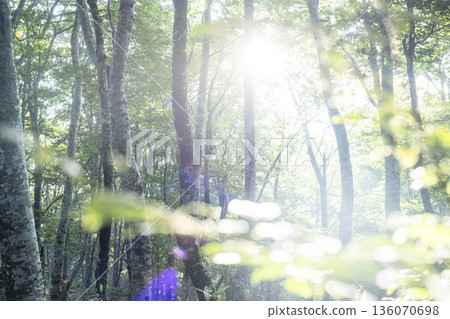 A scene of sunlight shining through the fresh green forest at Oyama Kyoganari 136070698