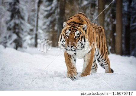 Tiger walks through snow-covered forest in winter season near trees and shadows Tiger walks through snow-covered forest in winter season near trees and shadows 136070717
