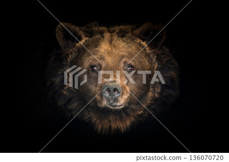 Close-up of a bear showing its face and features in dark surroundings Close-up of a bear showing its face and features in dark surroundings 136070720