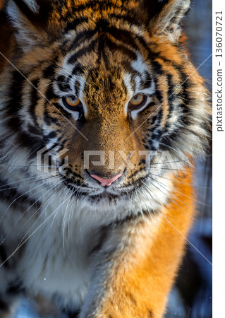 Close encounter with a tiger at a wildlife sanctuary during the daytime 136070721