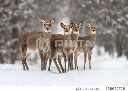 Deer group standing in the snow during winter with trees in the background Deer group standing in the snow during winter with trees in the background 136070726