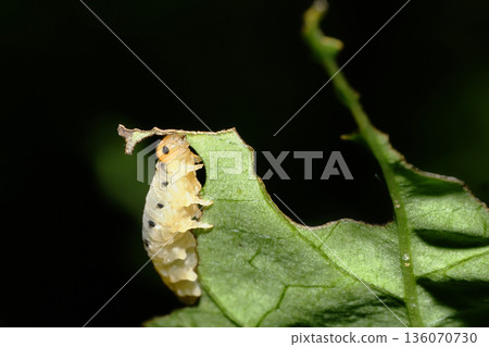 A feeding sawfly larva A feeding sawfly larva 136070730