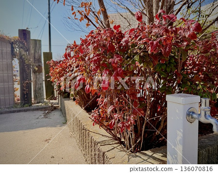 A water fountain in the garden with striking red leaves 136070816
