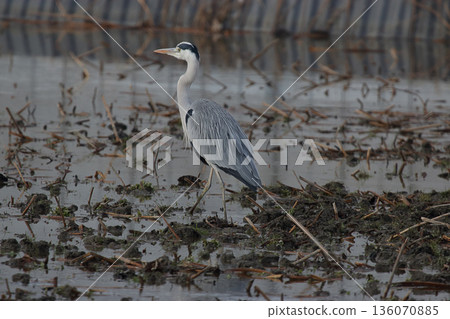 Grey Heron Lotus Root Field Grey Heron Lotus Root Field 136070885
