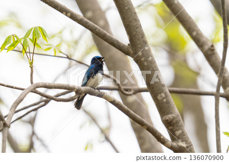 A blue-and-white flycatcher singing while perched on a tree branch A blue-and-white flycatcher singing while perched on a tree branch 136070900