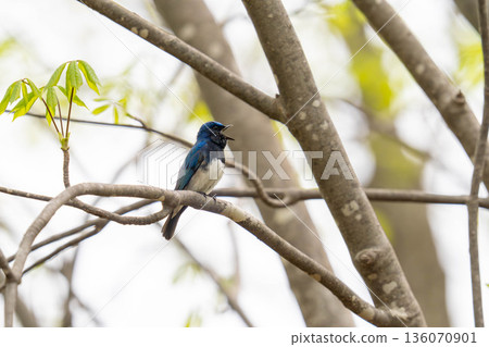 A blue-and-white flycatcher singing while perched on a tree branch A blue-and-white flycatcher singing while perched on a tree branch 136070901