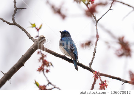 A blue-and-white flycatcher perched on a tree branch, observing the surroundings. 136070912