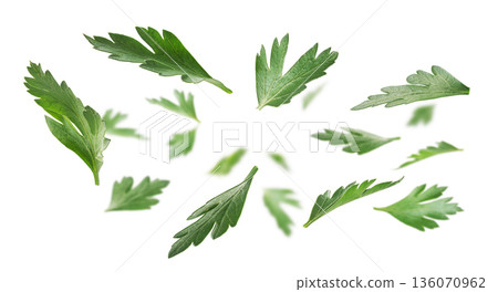 Green parsley leaves levitate on a white background 136070962