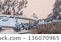 A flock of pigeons relaxing in the sun 136070965