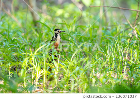 A great spotted woodpecker perched on a stump, watching the action 136071037