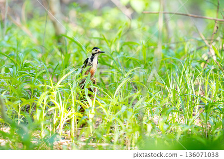A great spotted woodpecker perched on a stump, watching the action 136071038