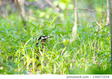 一隻大斑啄木鳥棲息在樹樁上，注視著眼前的景象。 136071039