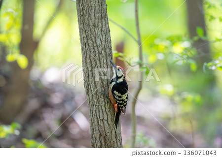 大斑啄木鳥棲息在樹幹上尋找食物 136071043