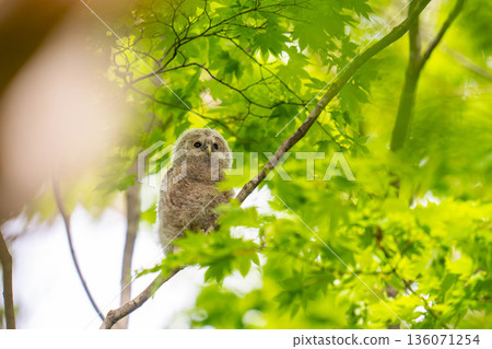 Ezo owl chicks that were just nesting Ezo owl chicks that were just nesting 136071254