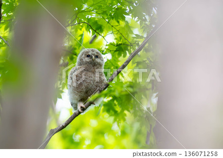 Ezo owl chicks that were just nesting Ezo owl chicks that were just nesting 136071258