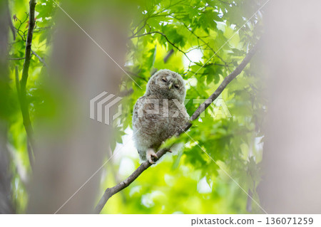 Ezo owl chicks that were just nesting Ezo owl chicks that were just nesting 136071259