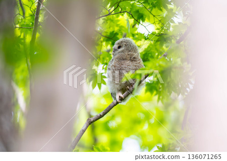 Ezo owl chicks that were just nesting Ezo owl chicks that were just nesting 136071265