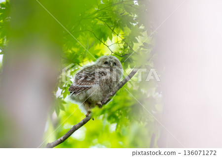 剛剛築巢的蝦夷貓頭鷹小雞 136071272