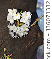 Small cherry blossoms blooming on the trunk of a tree 136071332