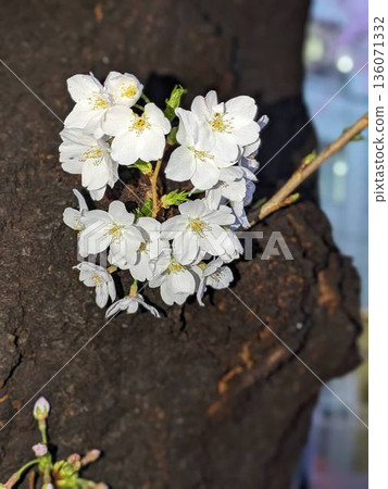 開花在樹幹上的小櫻花 136071332