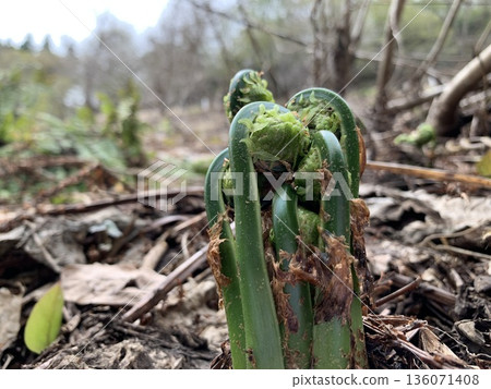 Spring edible wild plants garbage 136071408