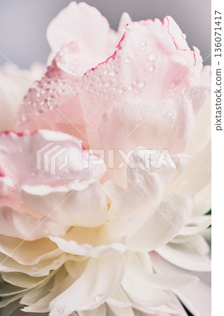 Peony petals with dew drops creating elegant natural texture 136071417
