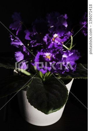 African violet plant blooming with vibrant purple flowers in white pot against dark background 136071418