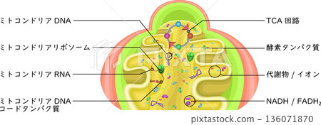 Mitochondrial matrix illustration in Japanese Mitochondrial matrix illustration in Japanese 136071870