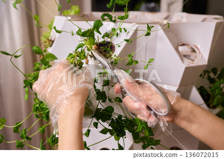 Indoor herb cultivation, Vertical garden with aromatic herbs, Closeup of hands tending indoor herb plants, Carefully pruning basil and mint in modern home garden 136072015
