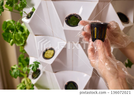 Urban farm with precise care, Careful planting in sterile urban environment, Diligent handwork involving nutrient filling and precise positioning in urban farm conditions 136072021