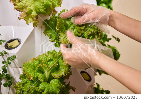Fresh leafy greens, Closeup of fresh lettuce harvested from vertical farm system, Bright indoor environment showcasing hands harvesting lush leafy vegetables for culinary use 136072023