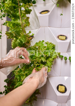 Fresh leafy greens, Closeup of fresh lettuce harvested from vertical farm system, Bright indoor environment showcasing hands harvesting lush leafy vegetables for culinary use 136072024